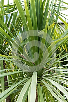 Leaves of agavaceae cordyline indivisa palm tree from new zealand