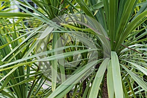 Leaves of agavaceae cordyline indivisa palm tree from new zealand photo