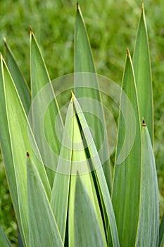 Leaves of agave