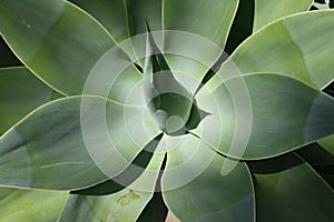 Leaves of agave attenuata native to mexico in closeup