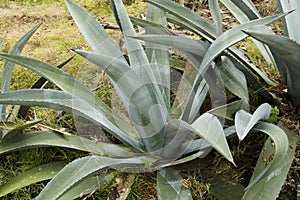 Aloe vera, succulent plant widely distributed. Ecuador photo