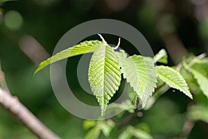 Leaves of an American elm, Ulmus americana photo