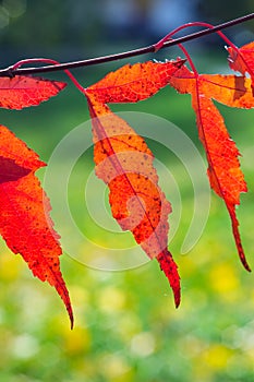 Leaves of Amur Maple or Acer ginnala in autumn against sunlight with bokeh background, selective focus, shallow DOF