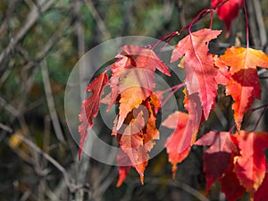 Leaves of Amur Maple or Acer ginnala in autumn sunlight with bokeh background, selective focus, shallow DOF