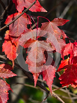 Leaves of Amur Maple or Acer ginnala in autumn sunlight with bokeh background, selective focus, shallow DOF