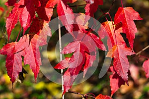 Leaves of Amur Maple or Acer ginnala in autumn sunlight with bokeh background, selective focus, shallow DOF