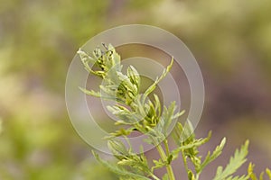 Leaves of an annual wormwood, Artemisia annua