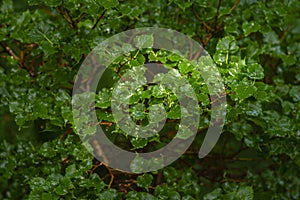 Leaves of an Antarctic Beech, Summer Foliage of a Deciduous Antartic Beech Tree Nothofagus antarctica