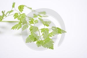 Leaves Of Anthriscus Cerefolium, Chervil