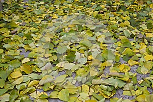 Leaves of an apple tree, autumn in Issyk Kul