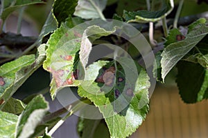 Leaves of an apple tree, close up