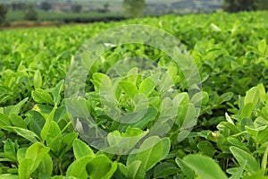 Leaves of Arachis hypogaea L. In the morning sunlight