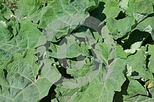 Leaves of arctium tomentosum photo