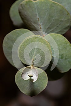 Leaves of Argyle Apple