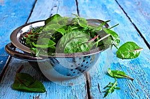 Leaves of arugula and chard