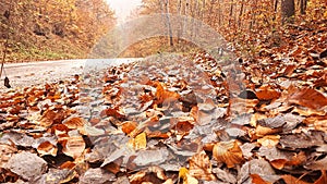 Leaves in autnum