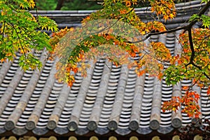 Leaves In Automn with Asian Traditional Roof