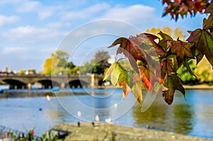 Leaves in autumn