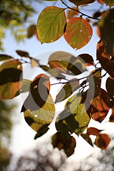 Leaves in autumn