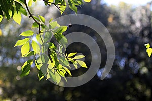 Leaves in autumn