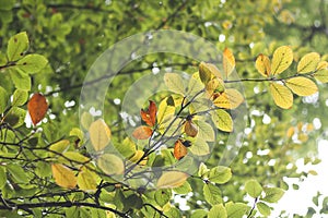 leaves in autumn