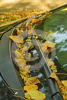 Leaves in autumn on a car