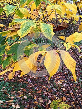 Leaves, autumn in Dendrological Park Arboretum Silva