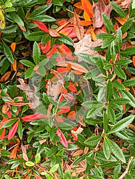 Leaves, autumn in Dendrological Park Arboretum Silva