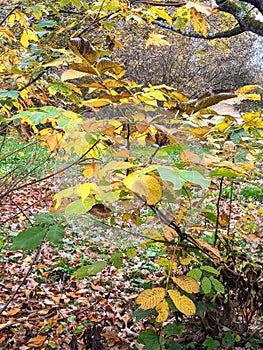 Leaves, autumn in Dendrological Park Arboretum Silva