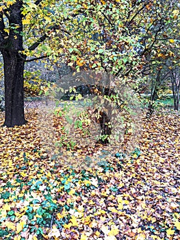 Leaves, autumn in Dendrological Park Arboretum Silva