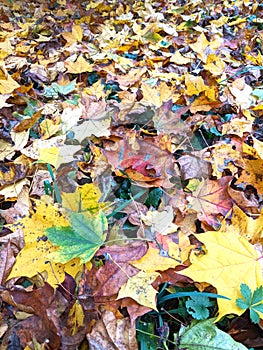 Leaves, autumn in Dendrological Park Arboretum Silva