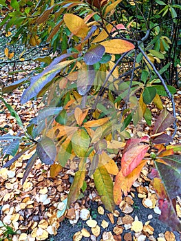 Leaves, autumn in Dendrological Park Arboretum Silva