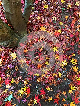 Leaves, autumn in Dendrological Park Arboretum Silva