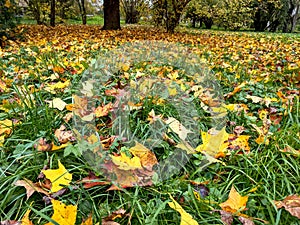 Leaves, autumn in Dendrological Park Arboretum Silva