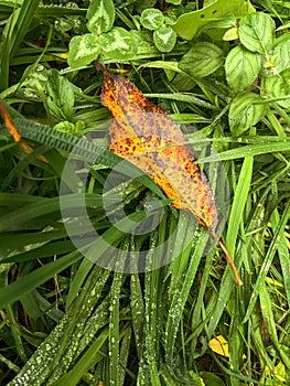 Leaves, autumn in Dendrological Park Arboretum Silva