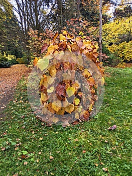 Leaves, autumn in Dendrological Park Arboretum Silva