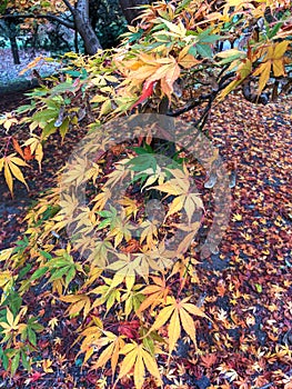 Leaves, autumn in Dendrological Park Arboretum Silva