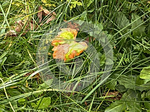 Leaves, autumn in Dendrological Park Arboretum Silva