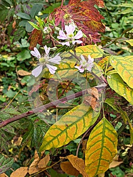 Leaves, autumn in Dendrological Park Arboretum Silva