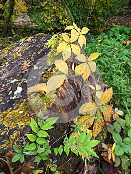 Leaves, autumn in Dendrological Park Arboretum Silva