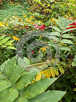 Leaves, autumn in Dendrological Park Arboretum Silva