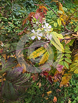 Leaves, autumn in Dendrological Park Arboretum Silva