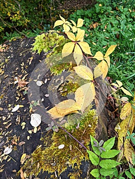 Leaves, autumn in Dendrological Park Arboretum Silva