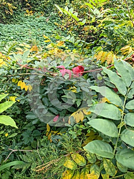 Leaves, autumn in Dendrological Park Arboretum Silva