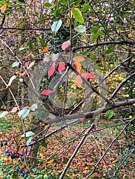 Leaves, autumn in Dendrological Park Arboretum Silva