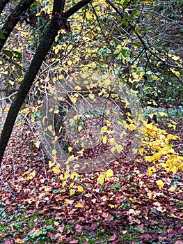 Leaves, autumn in Dendrological Park Arboretum Silva