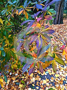 Leaves, autumn in Dendrological Park Arboretum Silva