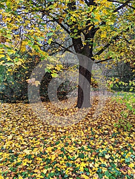 Leaves, autumn in Dendrological Park Arboretum Silva