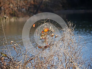 Leaves in autumn with a faded view of Lake Murray in the background