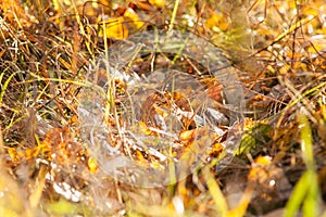 The leaves in the autumn magic forest